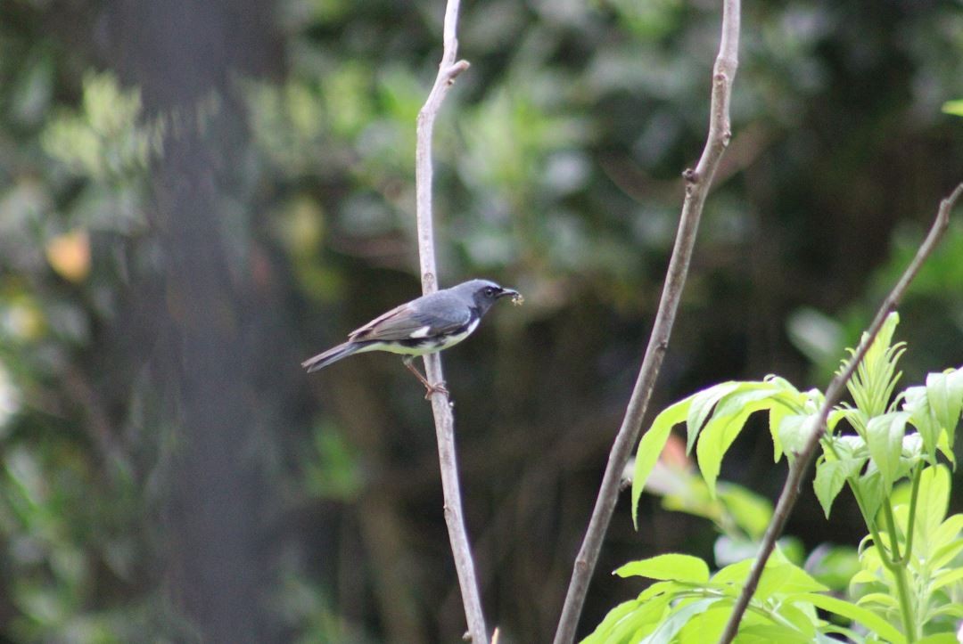 Black-throated Blue Warbler - Peter  Van Veld