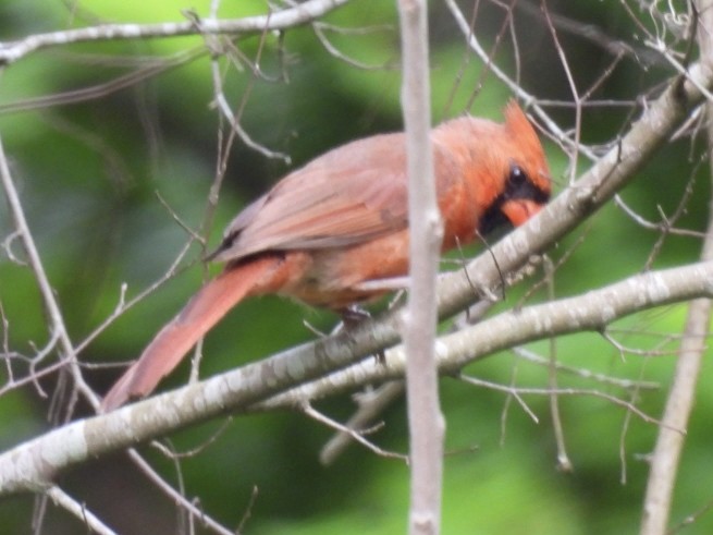 Northern Cardinal - ML618499409