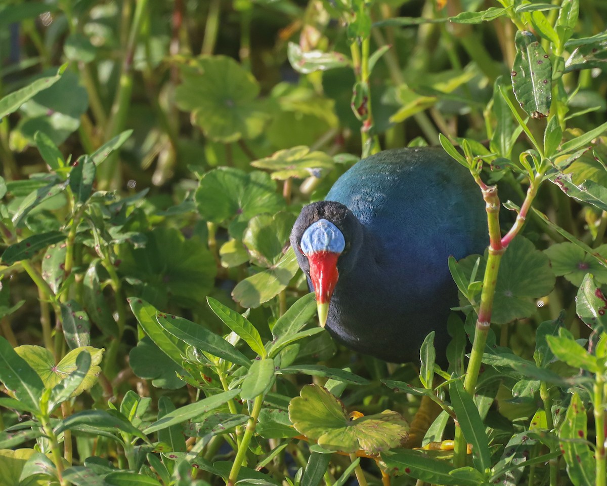 Purple Gallinule - ML618499412