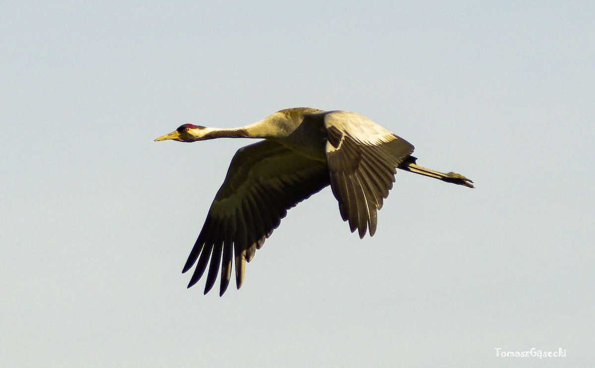 Common Crane - Tomasz Gasecki