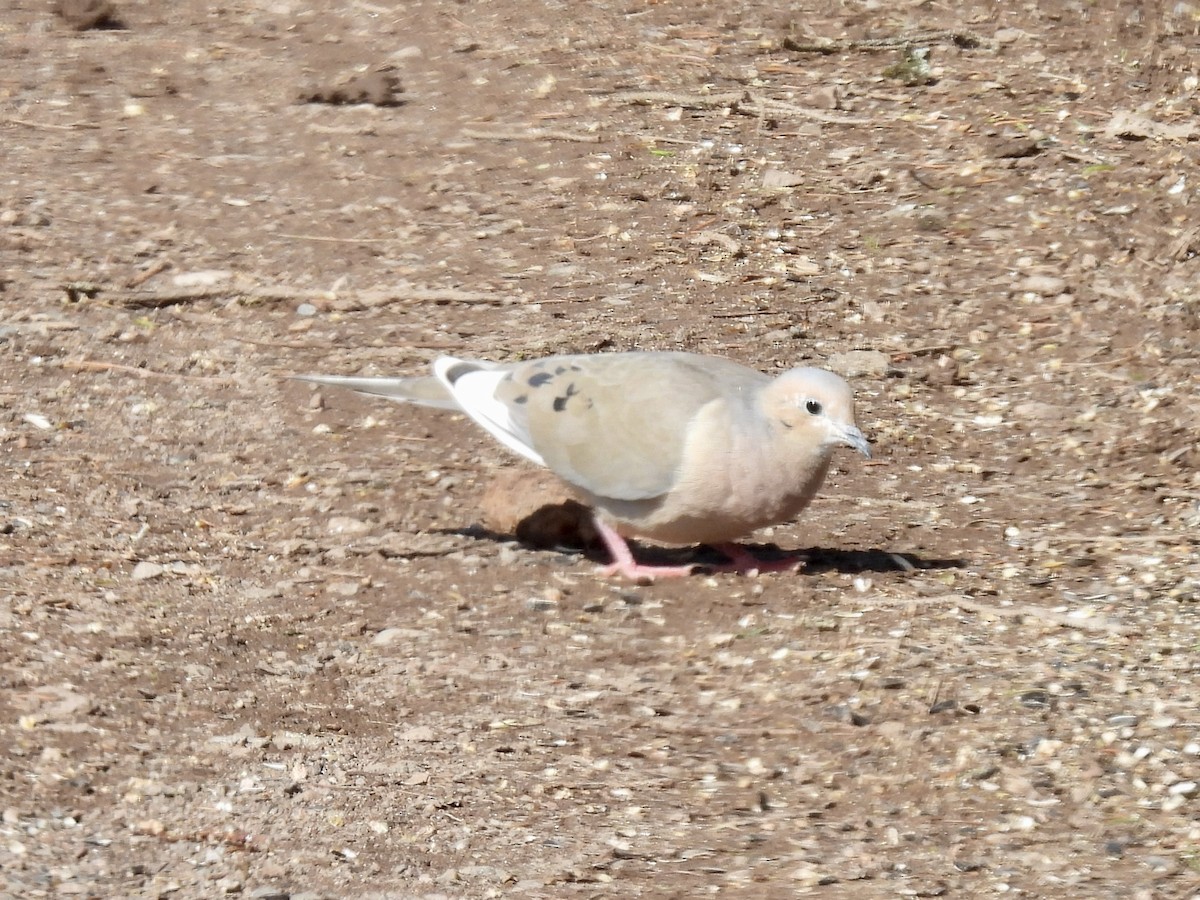 Mourning Dove - ML618499427