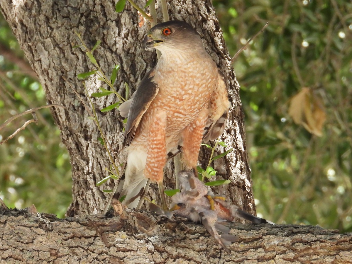 Cooper's Hawk - Chuck Hignite