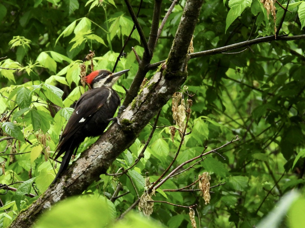 Pileated Woodpecker - ML618499470