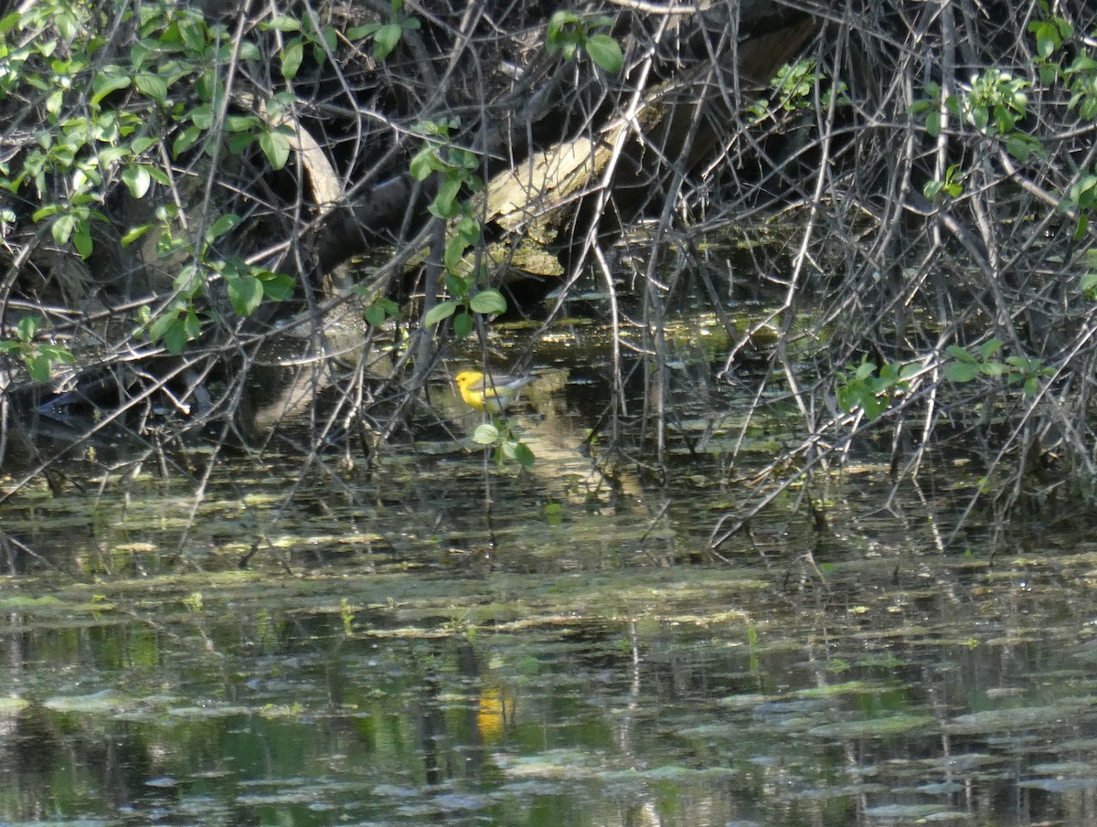 Prothonotary Warbler - ML618499491