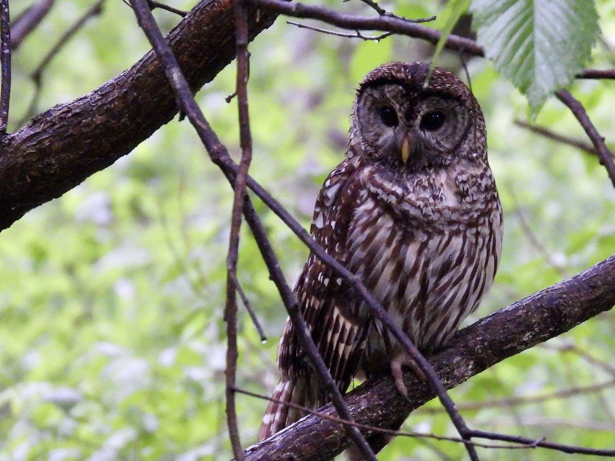 Barred Owl - ML618499492