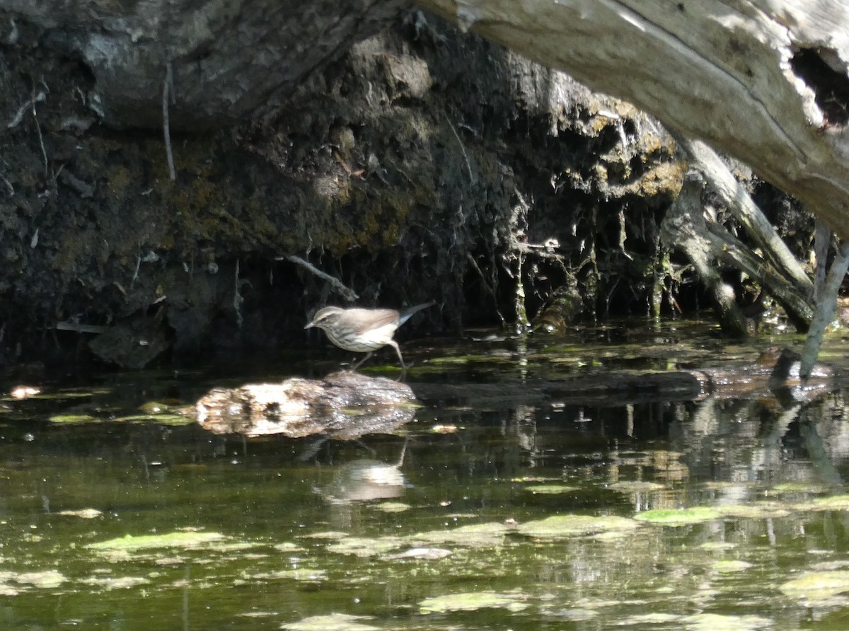 Northern Waterthrush - ML618499500