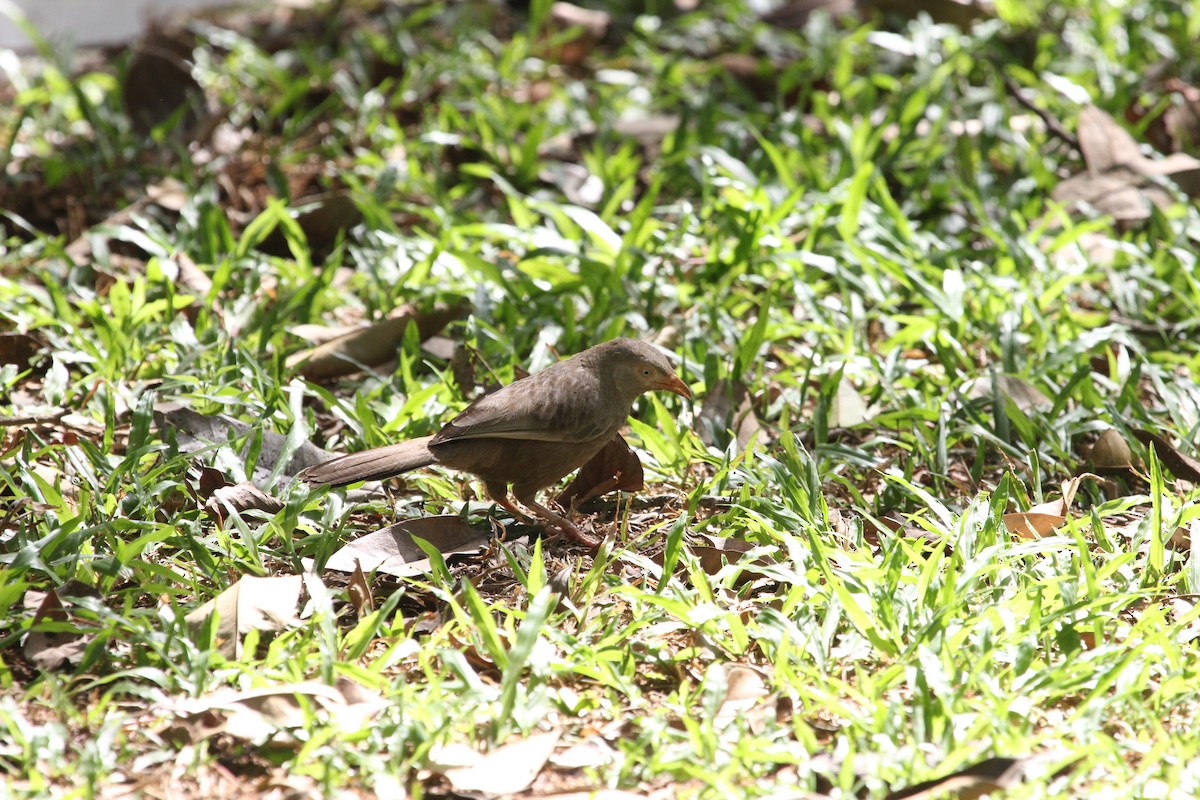 Yellow-billed Babbler - ML618499541