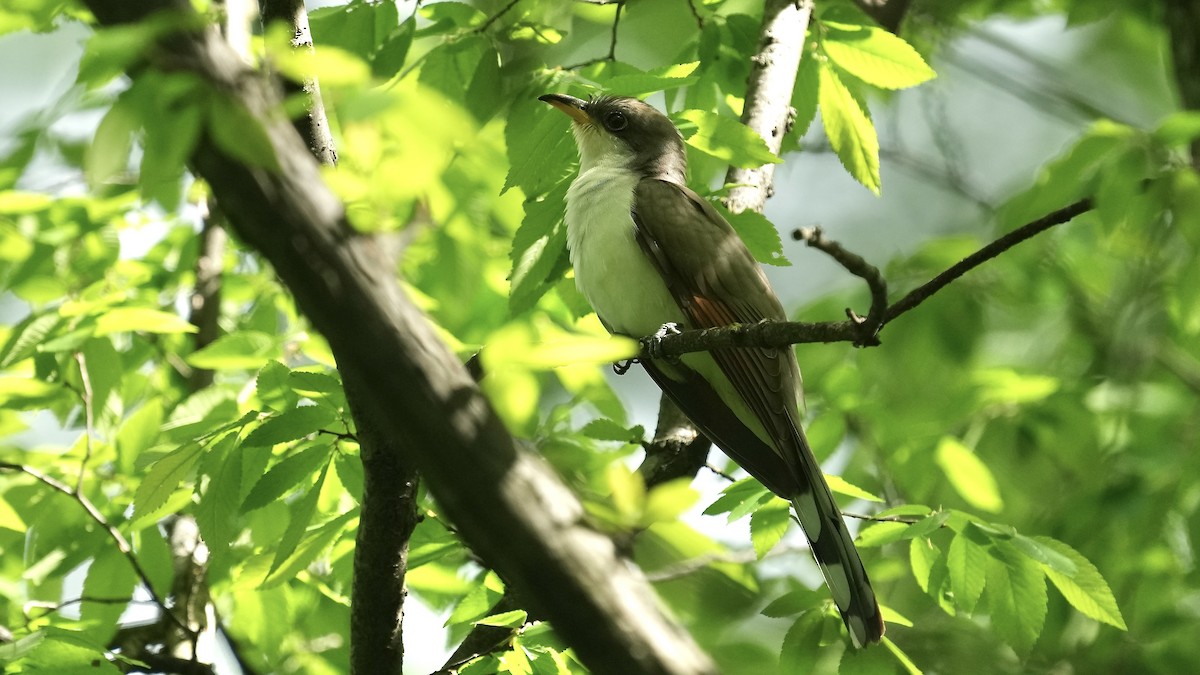 Yellow-billed Cuckoo - Sunil Thirkannad