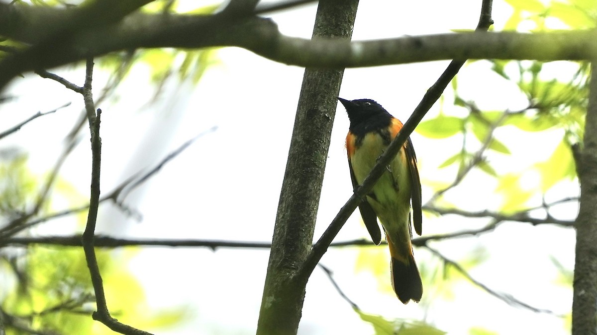 American Redstart - Sunil Thirkannad