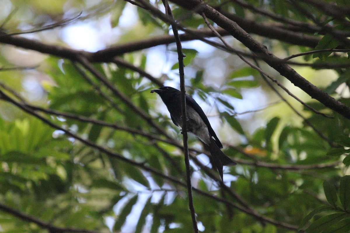 White-bellied Drongo - Kevin Cheng