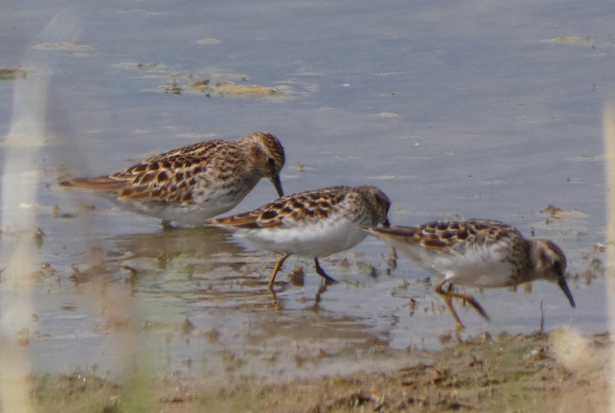 Calidris sp. - ML618499568