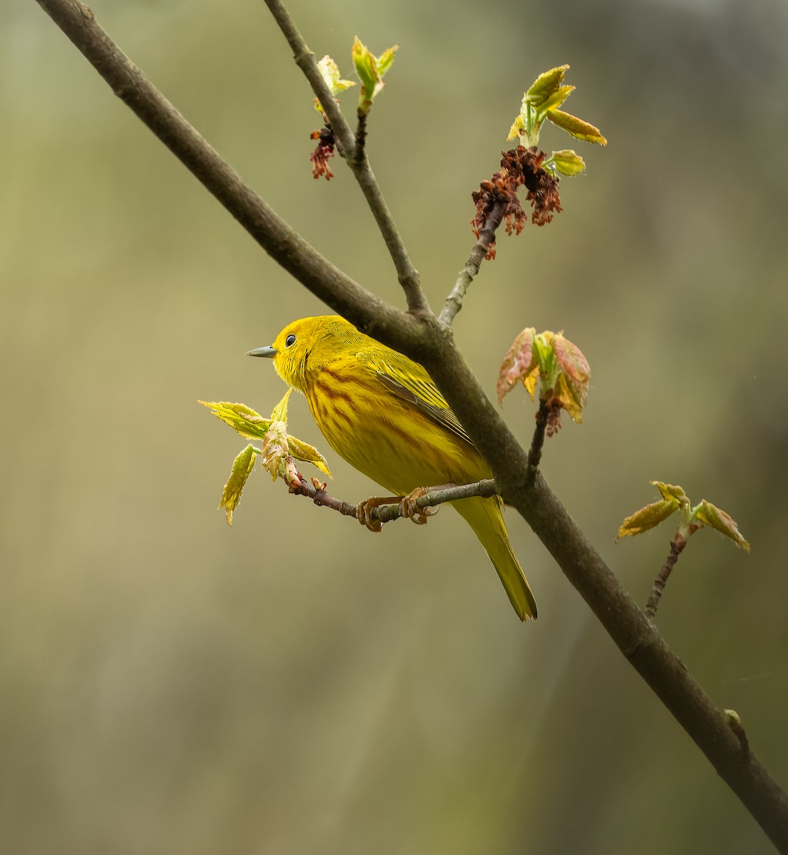 Yellow Warbler - ML618499577