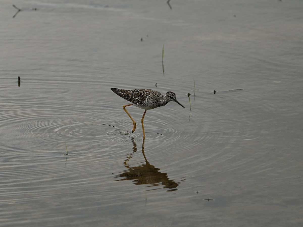 Lesser Yellowlegs - ML618499588