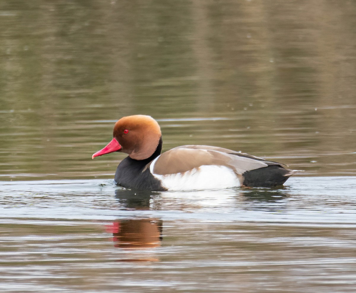 Red-crested Pochard - ML618499590