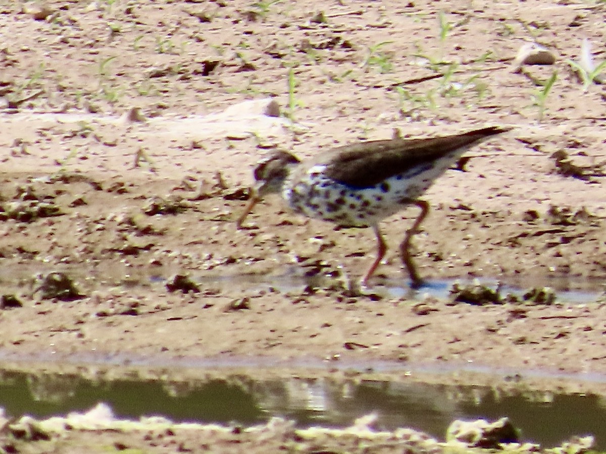 Spotted Sandpiper - Babs Buck