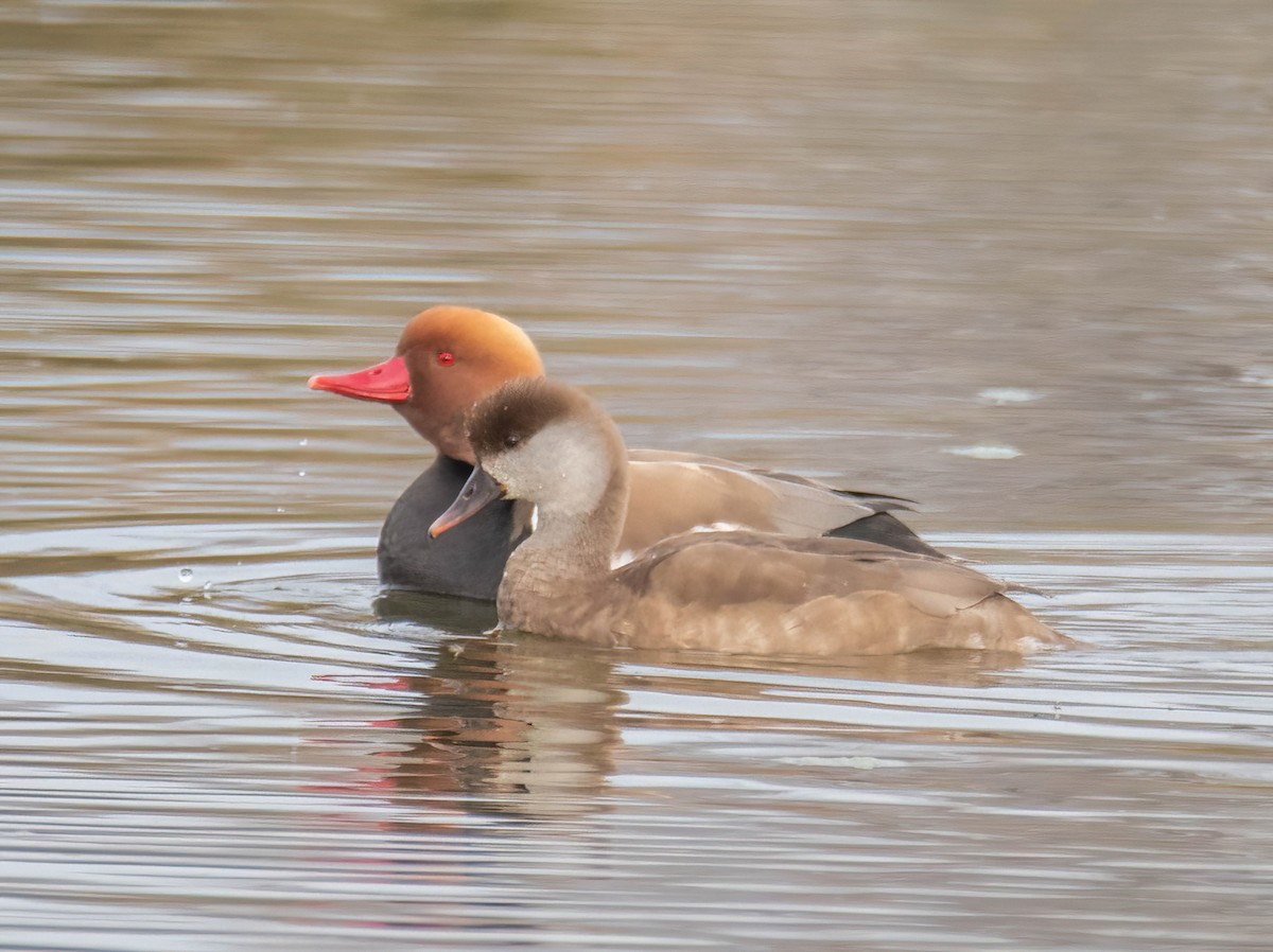 Red-crested Pochard - ML618499617