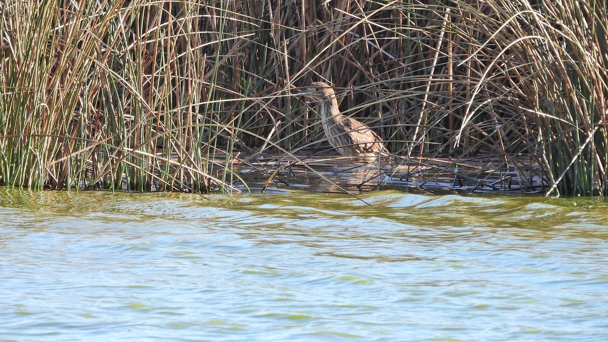 Black-crowned Night Heron - Hugo Valderrey