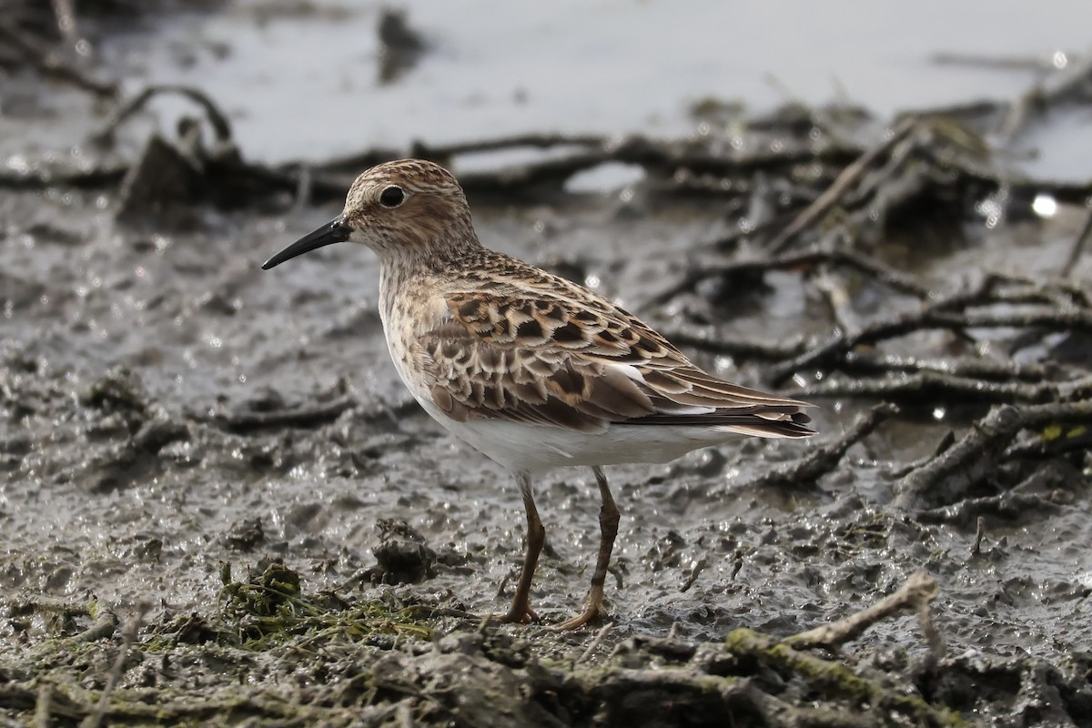 Least Sandpiper - ML618499645