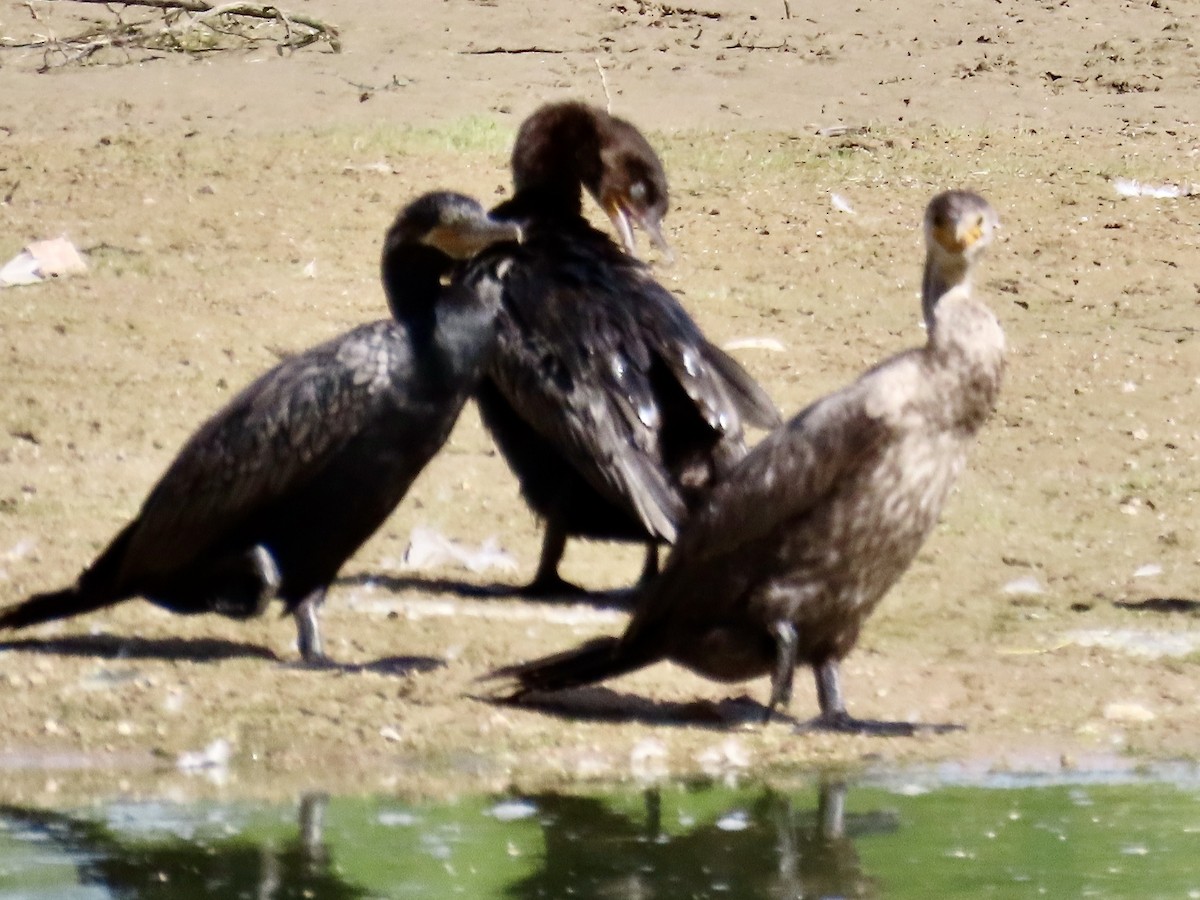 Neotropic Cormorant - Babs Buck