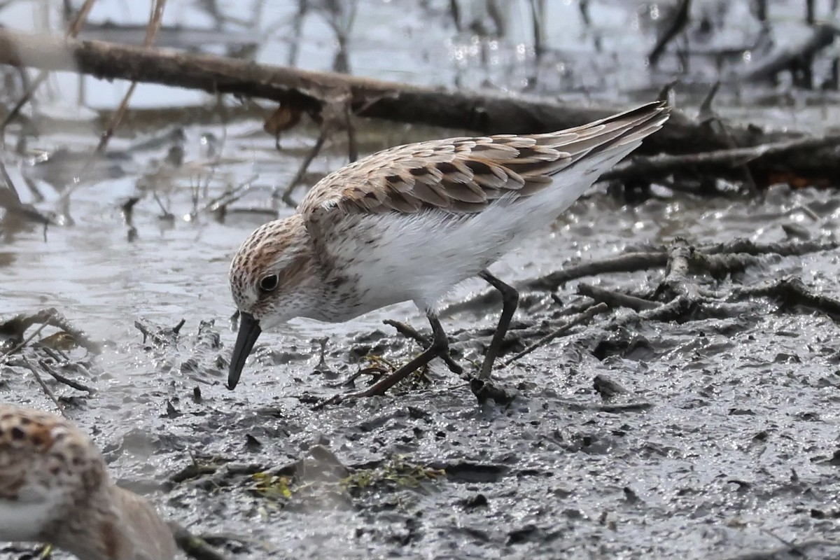 Semipalmated Sandpiper - Adrian Hall