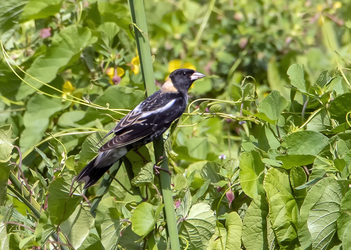 bobolink americký - ML618499683