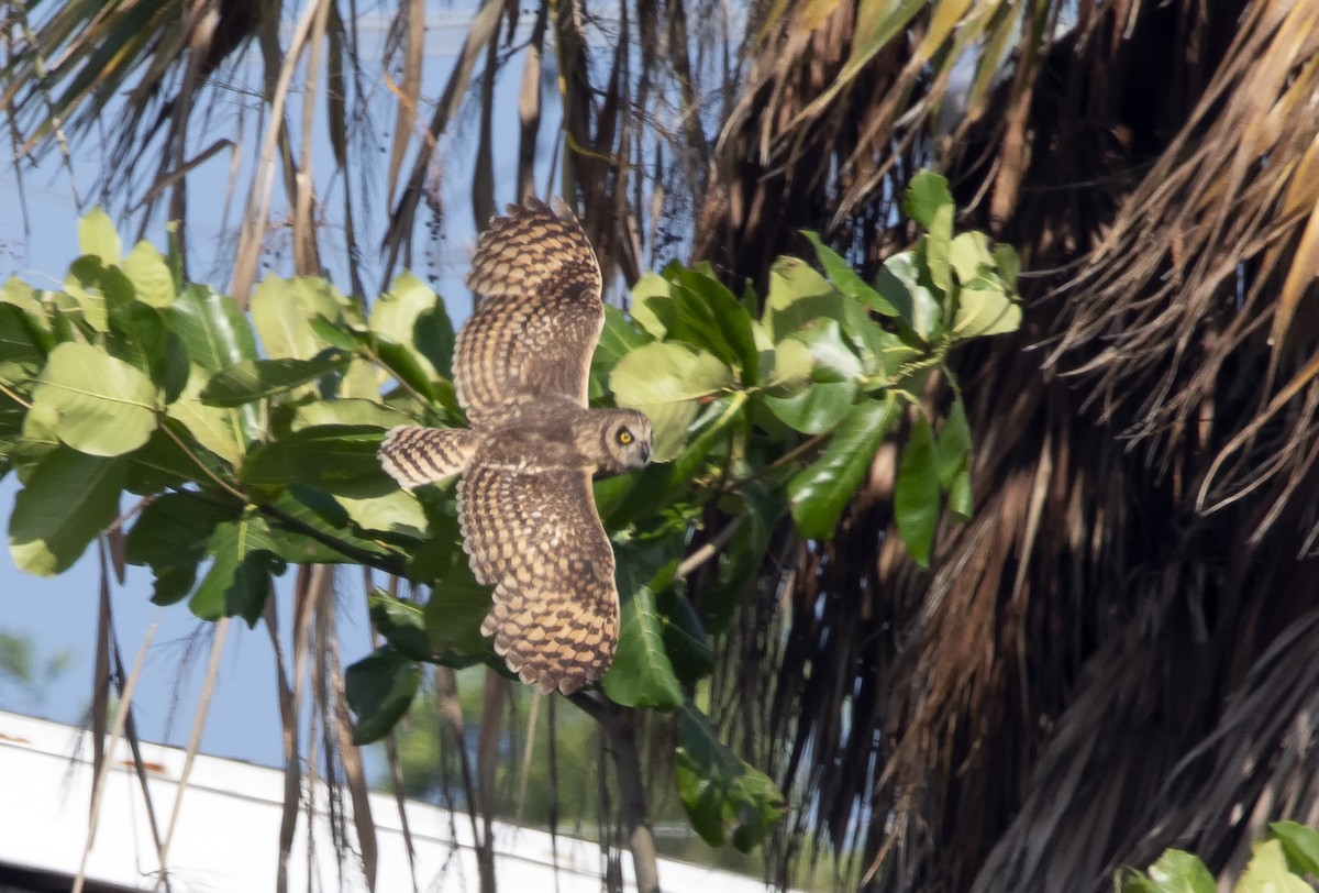 Short-eared Owl - ML618499718