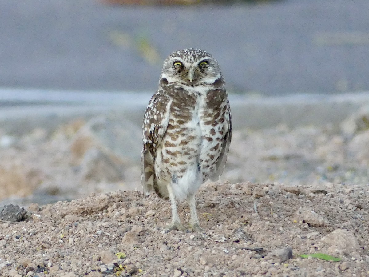 Burrowing Owl - Dennis Wolter