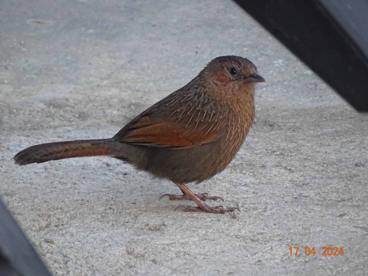 Streaked Laughingthrush - ML618499724