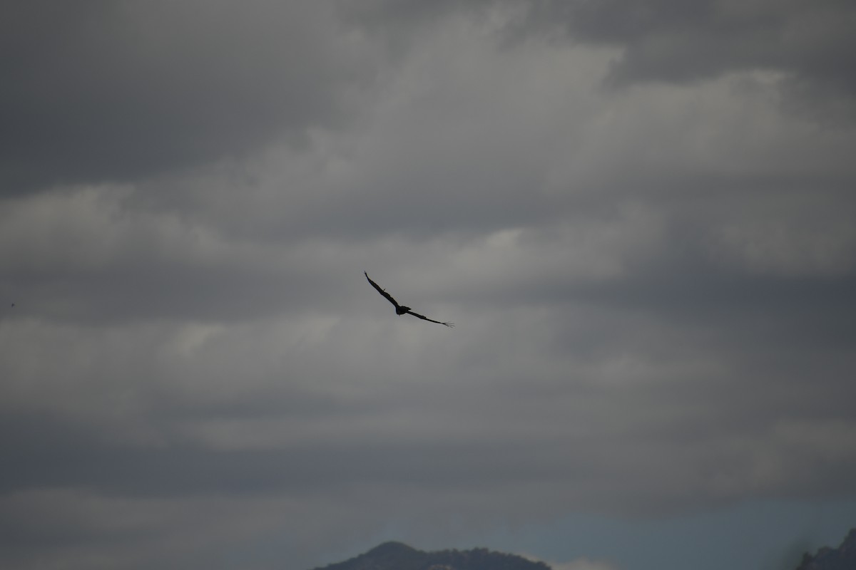 Turkey Vulture - ML618499726