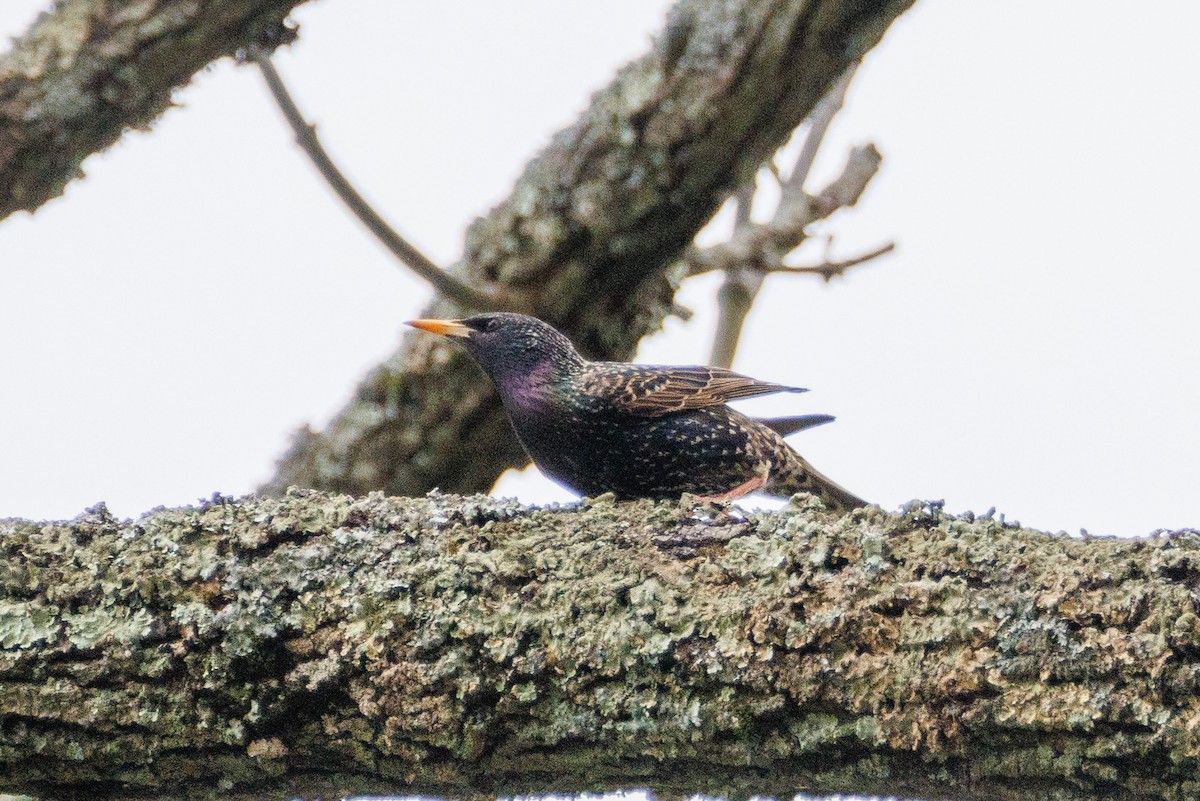 European Starling - Walter D