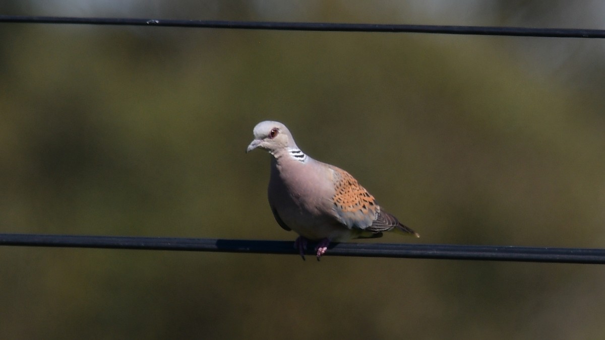 European Turtle-Dove - Carl Winstead