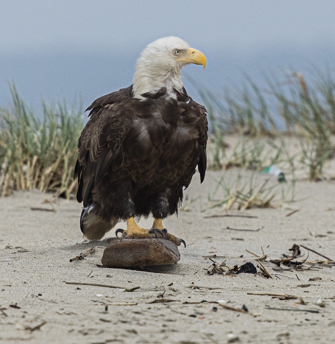 Weißkopf-Seeadler - ML618499781