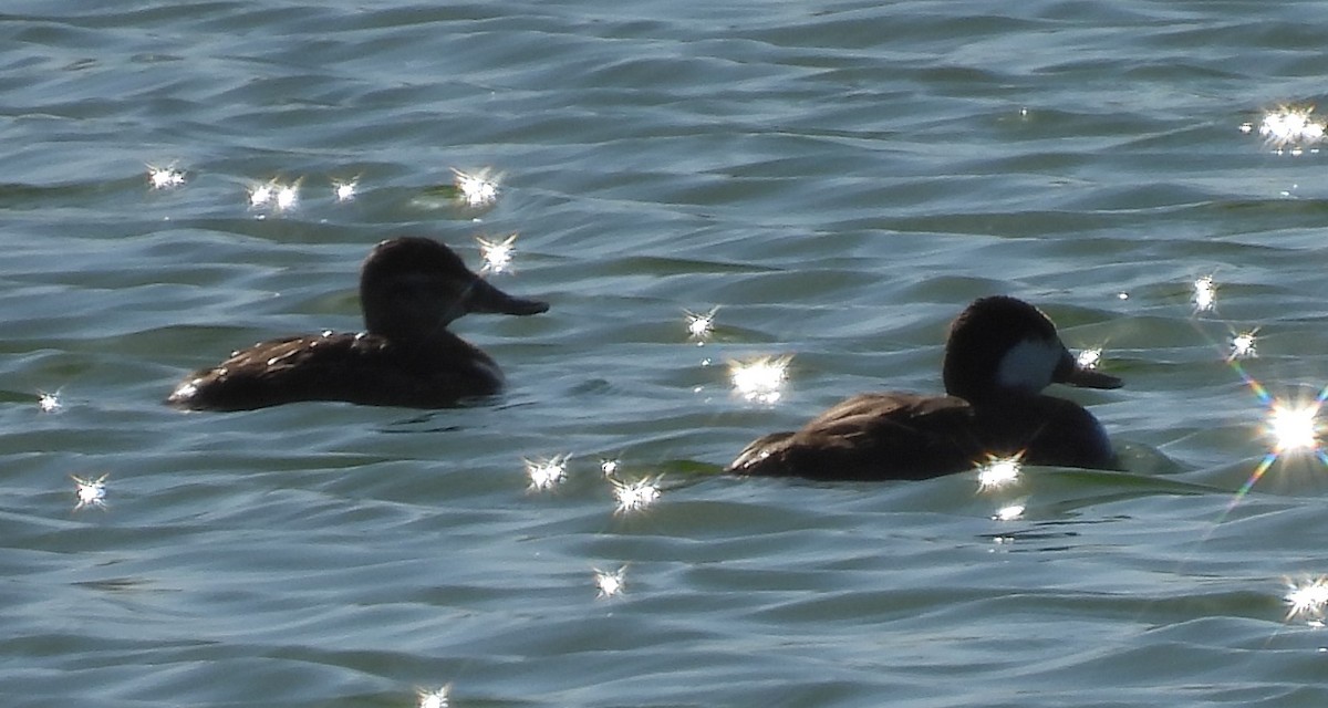 Ruddy Duck - ML618499833