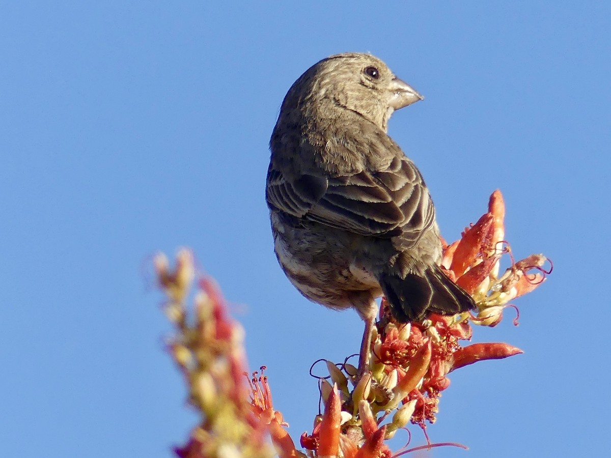 House Finch - ML618499852