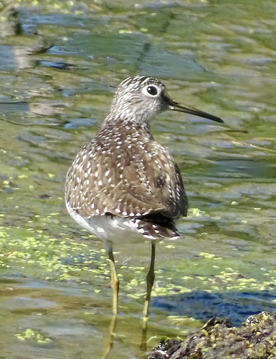 Solitary Sandpiper - bruce ventura