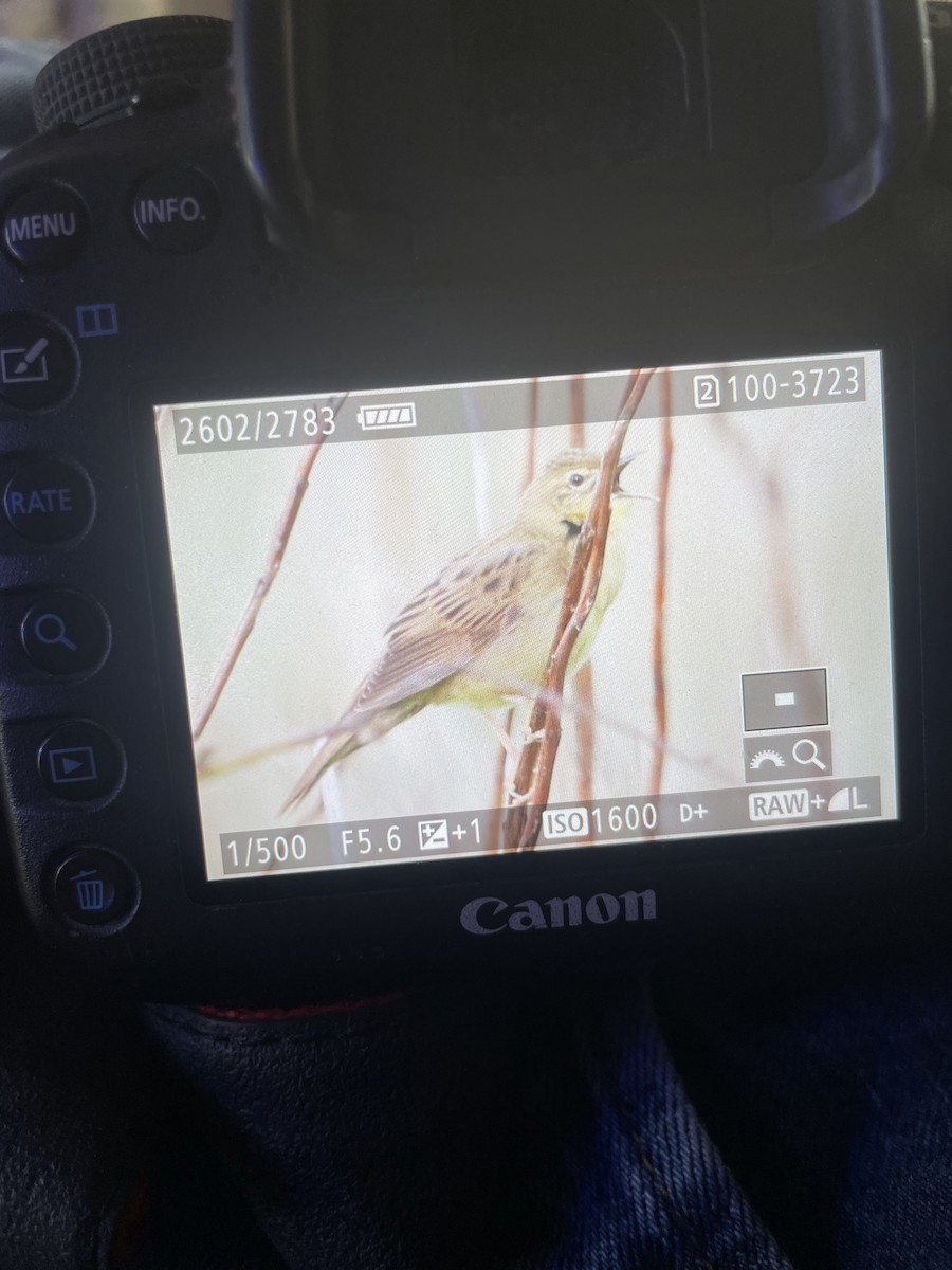 Common Grasshopper Warbler - Ian Pennycook