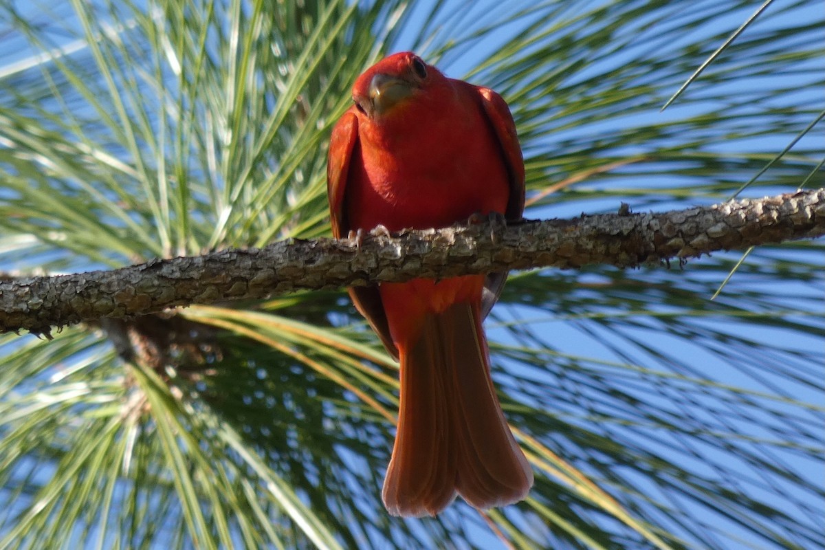 Summer Tanager - Judith A. Kennedy