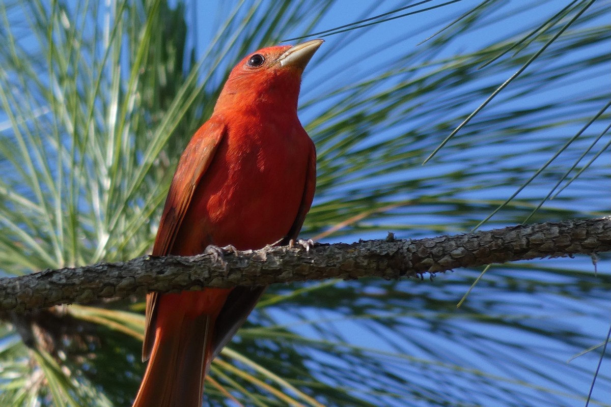 Summer Tanager - Judith A. Kennedy