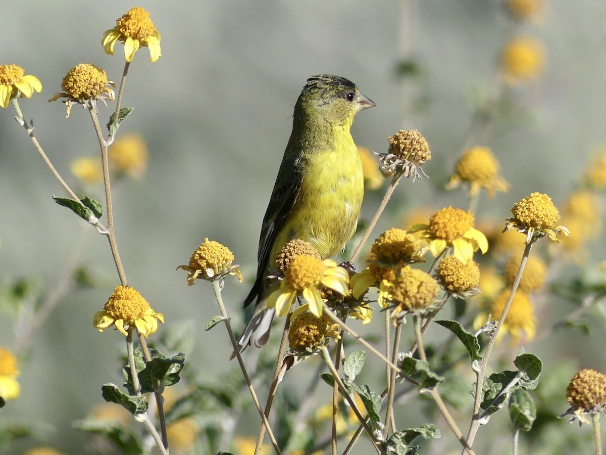 Lesser Goldfinch - ML618499879