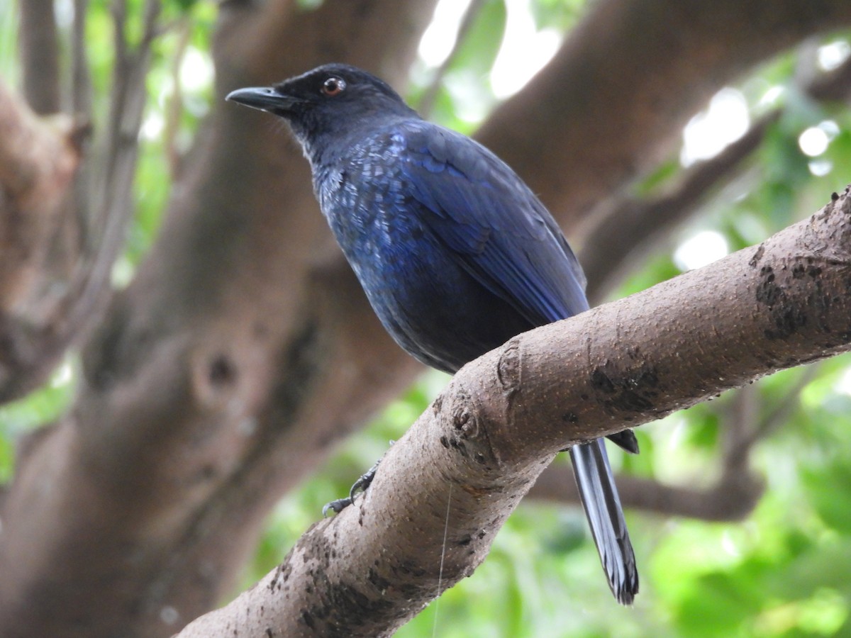 Тайваньская синяя птица - ML618499884
