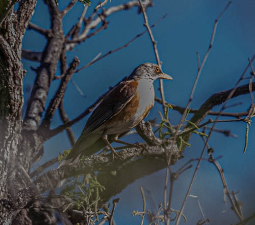 Rufous-backed Robin - Carlton Cook