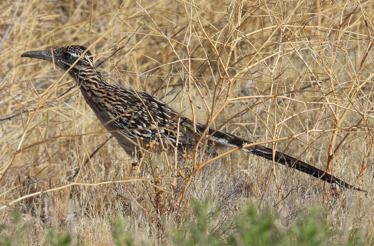 Greater Roadrunner - ML618499890