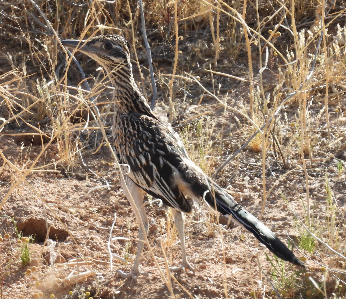 Greater Roadrunner - ML618499891