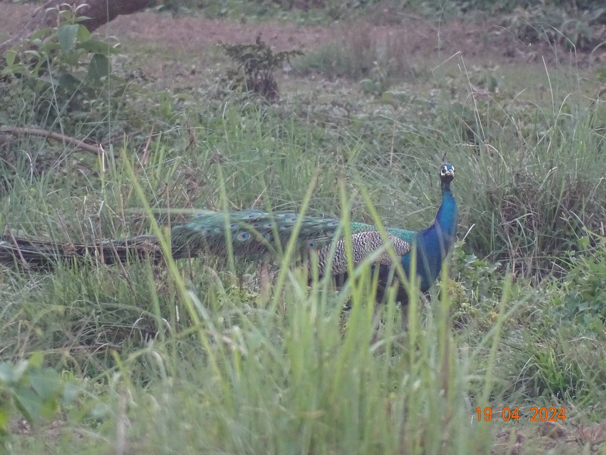 Indian Peafowl - ML618499914