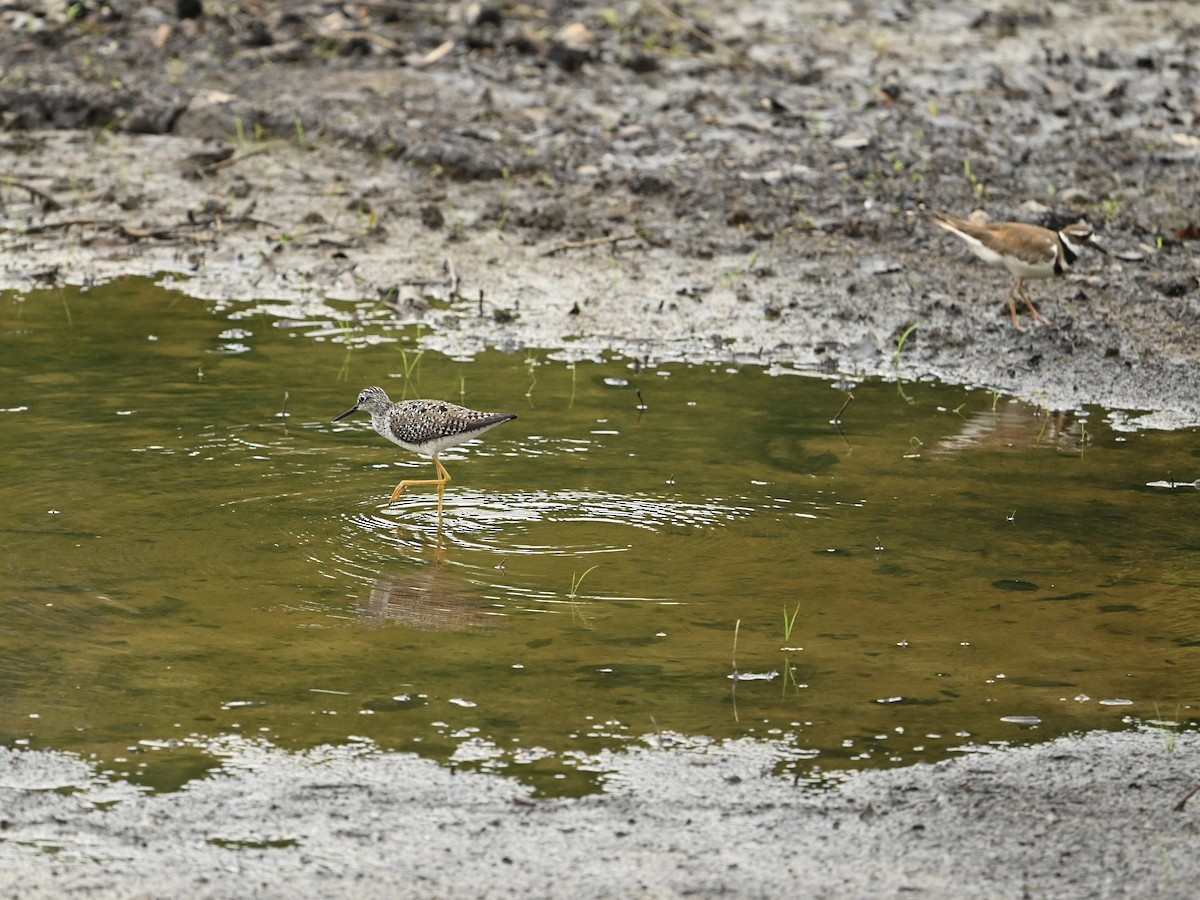 Lesser Yellowlegs - ML618499920