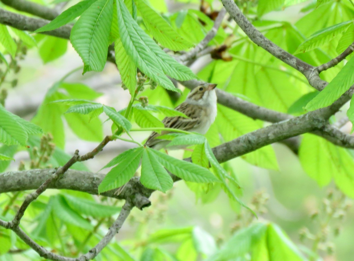 Clay-colored Sparrow - ML618499930