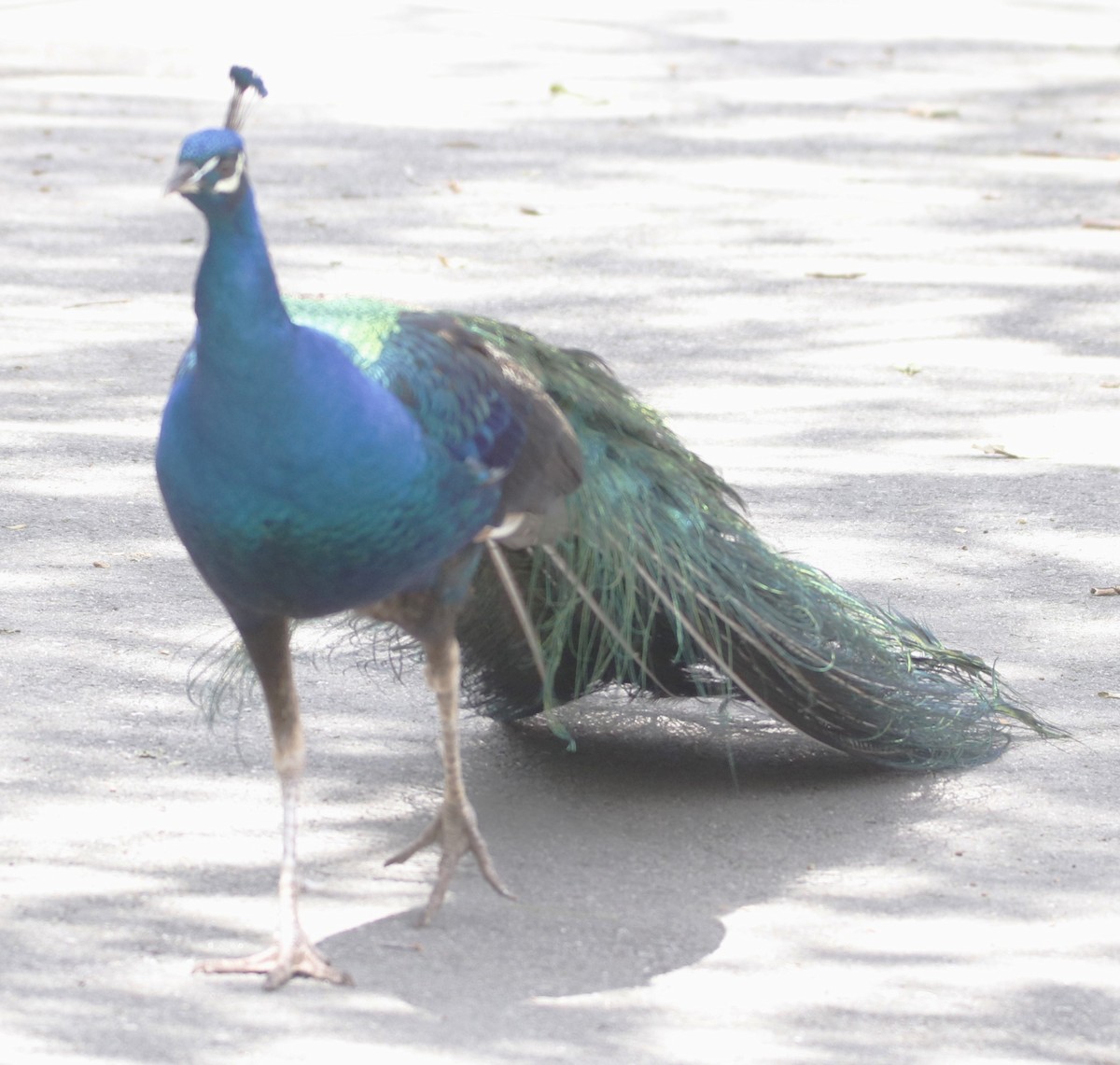 Indian Peafowl (Domestic type) - ML618499947