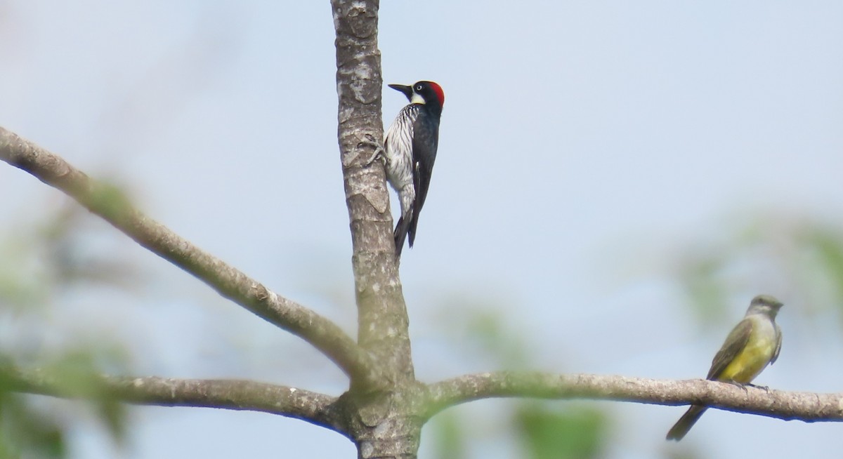 Acorn Woodpecker - Oliver  Komar