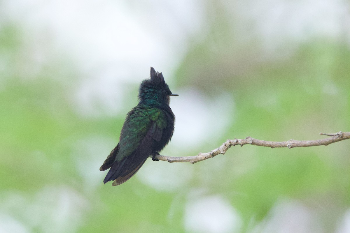 Antillean Crested Hummingbird - Michael St John