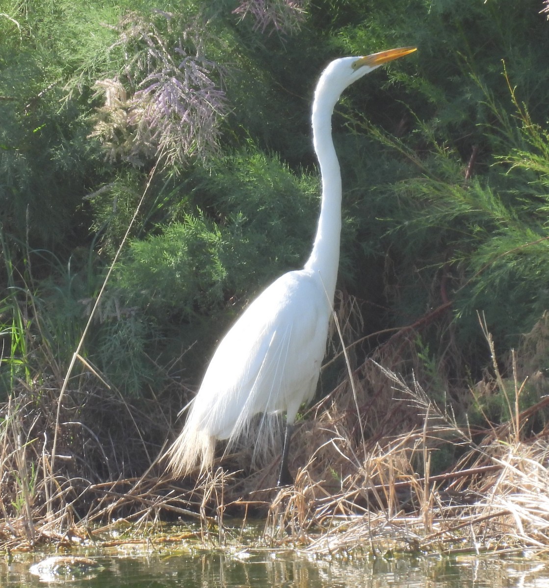 Great Egret - ML618499962